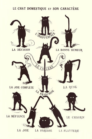 Illustration of a cat in various poses with corresponding French text on a white background