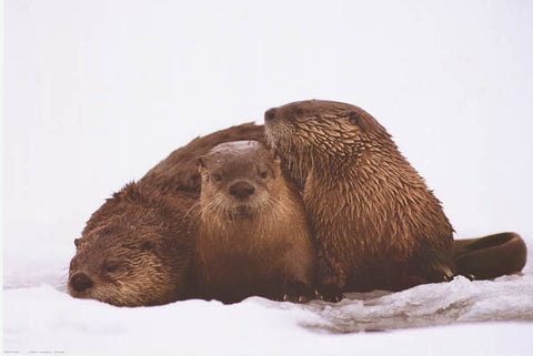 River Otters Animal Poster