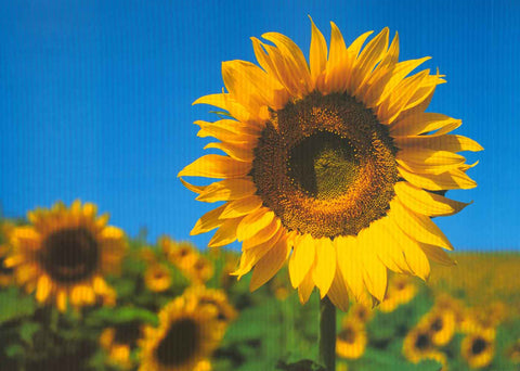 Sunflower Poster