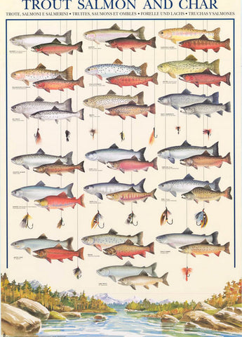 Trout Salmon Char Fly Fishing Poster