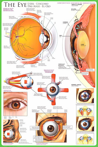 Anatomy of the Eye Optometry Education Poster 24x36