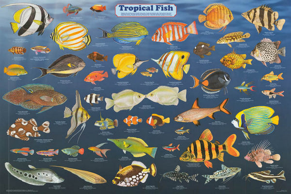 Tropical Fish Poster 24x36