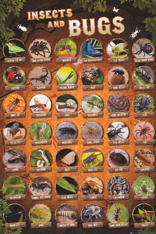 Insects and Bugs Infographic Poster