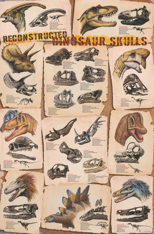 Dinosaur Skulls Reconstructed Poster