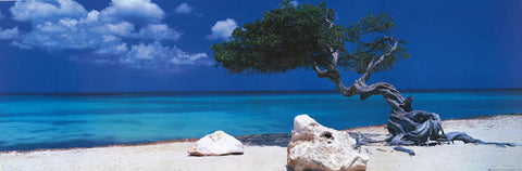 Divi Divi Aruba Tropical Beach Poster