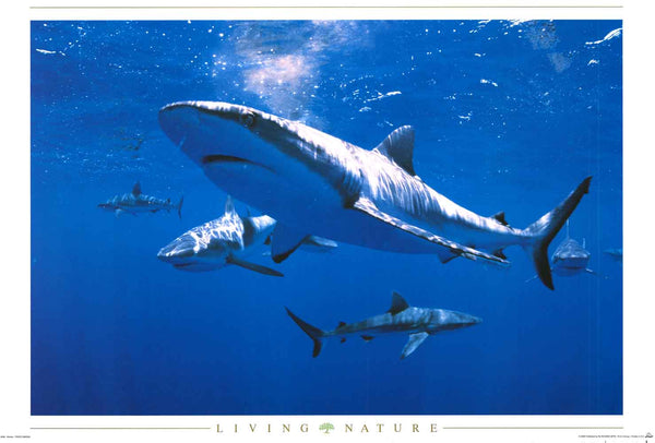 Sharks Living Nature Poster 24x36 – BananaRoad