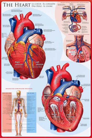 Anatomy of the Heart Infographic Poster