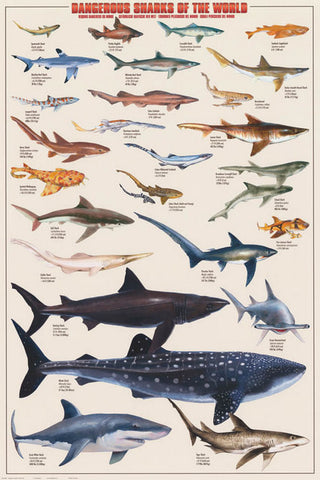 Dangerous Sharks of the World Poster