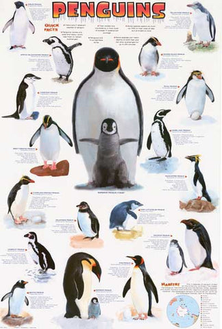 Penguins Infographic Poster