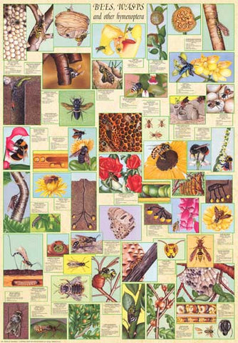 Bees and Wasps Insect Poster