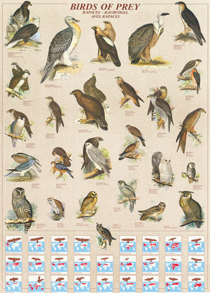 Avian Raptors - the Birds of Prey. Beautiful poster from Feenixx Publishing