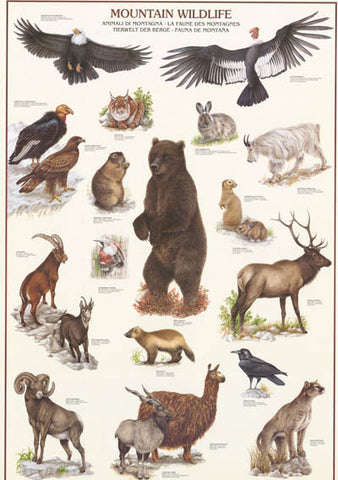 Mountain Wildlife Animal Poster
