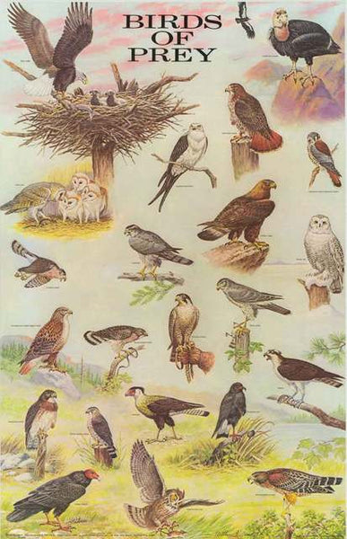 Bird of Prey Poster