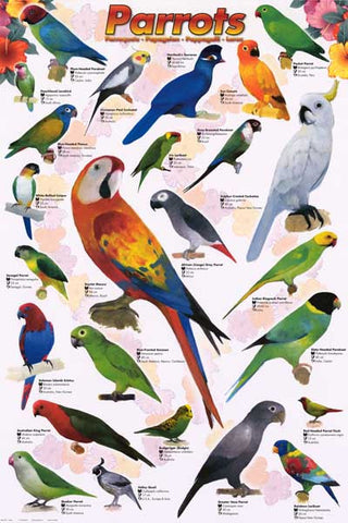 Parrots Psittaciformes Poster