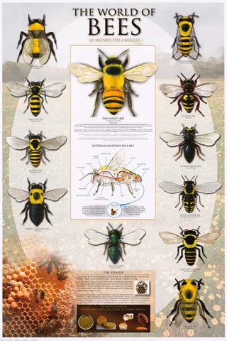 Bees Beekeeping Infographic Poster