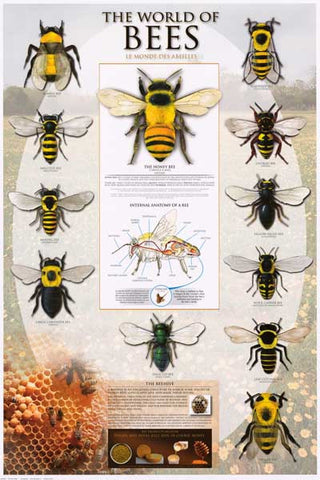 Bees Beekeeping Infographic Poster