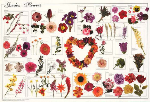 Garden Flowers Poster