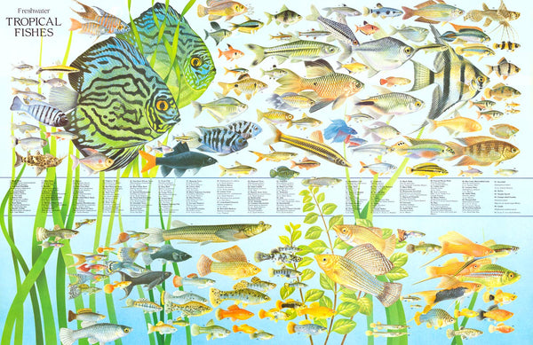 http://bananaroad.com/cdn/shop/products/pst2245_Freshwater_Tropical_Fish_Poster_grande.jpg?v=1621717173