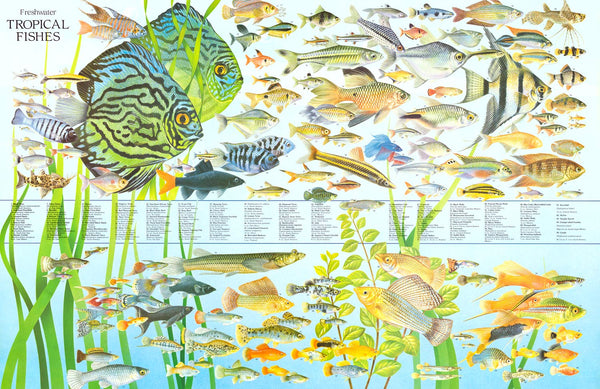Tropical Fish Chart Poster tropical-fish-chart-poster