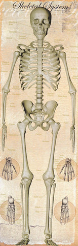 Human Anatomy Skeletal System Poster