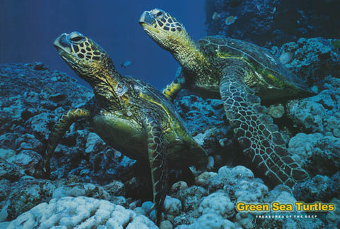 Green Sea Turtles Poster