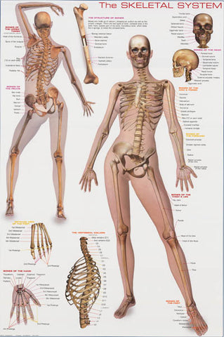 Skeletal System Anatomy Poster