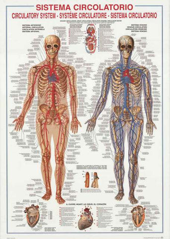 Circulatory System Anatomy Poster