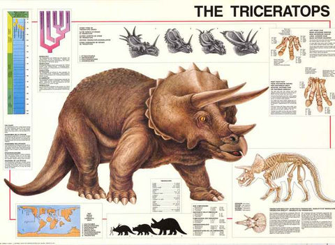 Triceratops Dinosaur Poster