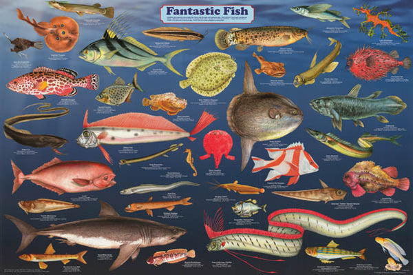 Fantastic Fish Poster 24x36