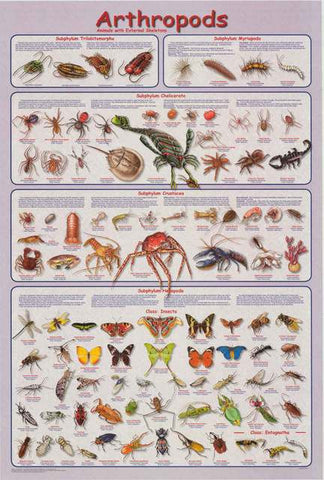 Arthropods Education Poster