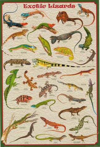 Lizards Iguanas Reptiles Poster