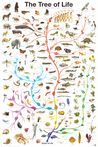 Tree of Life Amoeba to Man Evolution Poster