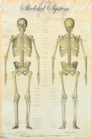 Skeletal System Human Anatomy Poster