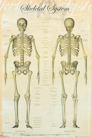 Skeletal System Human Anatomy Poster