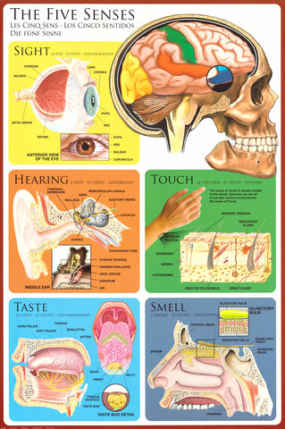 The Five Senses Anatomy Poster