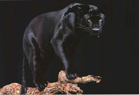 Black Panther Big Cat Poster