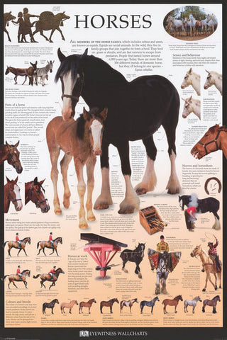 Horses Infographic Poster