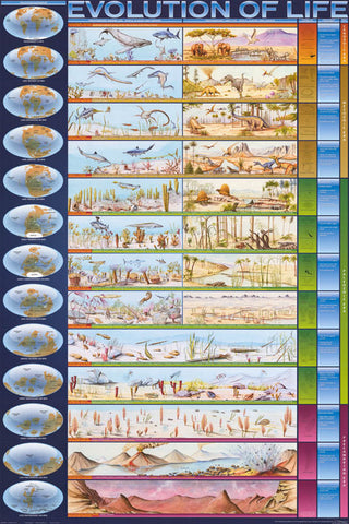 Evolution of Life Infographic Poster