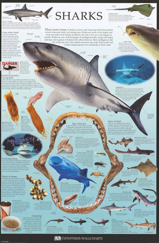 Sharks Facts and Types Dorling Kindersley 24x36 Poster