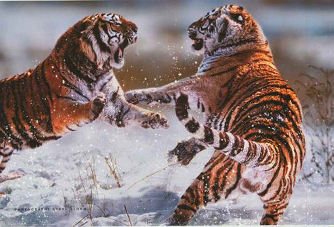 Siberian Tiger Big Cats Poster