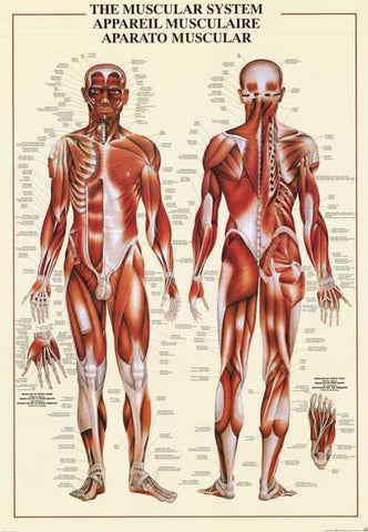 Muscular System Human Anatomy Poster