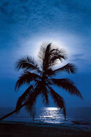 Palm Tree Full Moon Beach Poster