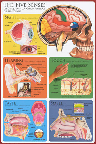 The Five Senses Anatomy Poster