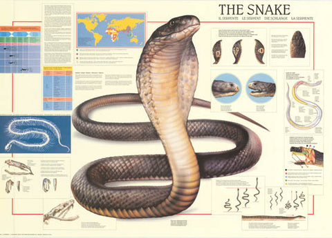 Snakes Reptile Anatomy Poster