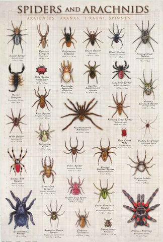 Spiders Arachnid Infographic Poster