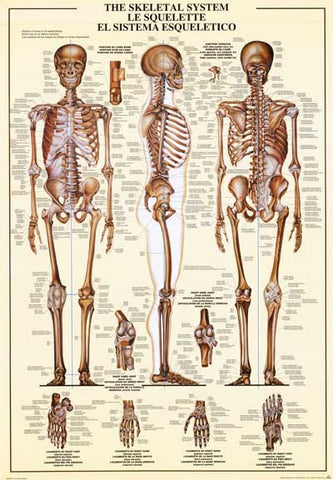 Human Skeletal System Anatomy Poster