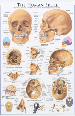 Anatomy of the Human Skull Poster