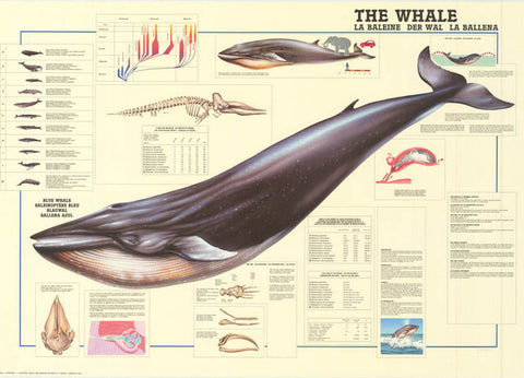 Whales Anatomy Poster