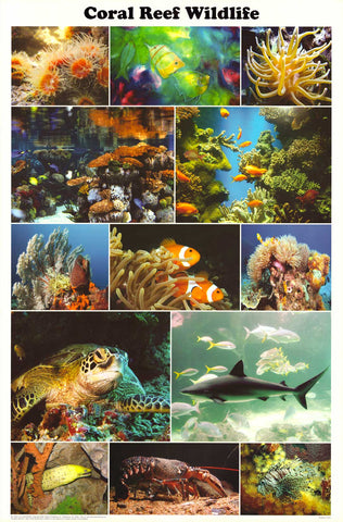 Coral Reef Wildlife - Education Poster 