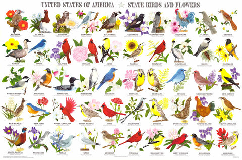 US State Birds and Flowers